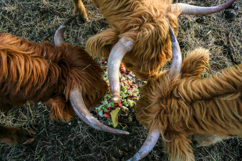 PHOTOS BY Annie Barker / The Herald
Scott Luckie and Tara Luckies Highland cattle munch on table scraps at Luckie Farms on Jan. 4, 2023, in Lake Stevens, Washington.