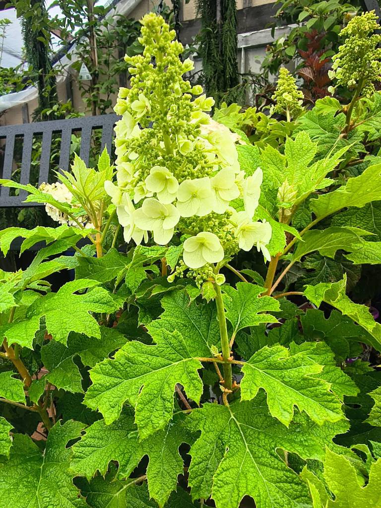 Hydrangea Gatsby Glowball (Sunnyside Nursery)