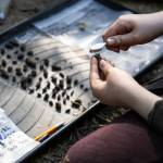Madeline Simkowiak brushes small pieces of artifacts found during the dig on Tuesday, July 28, 2026 in Mukilteo, Washington. (Olivia Vanni / The Herald)