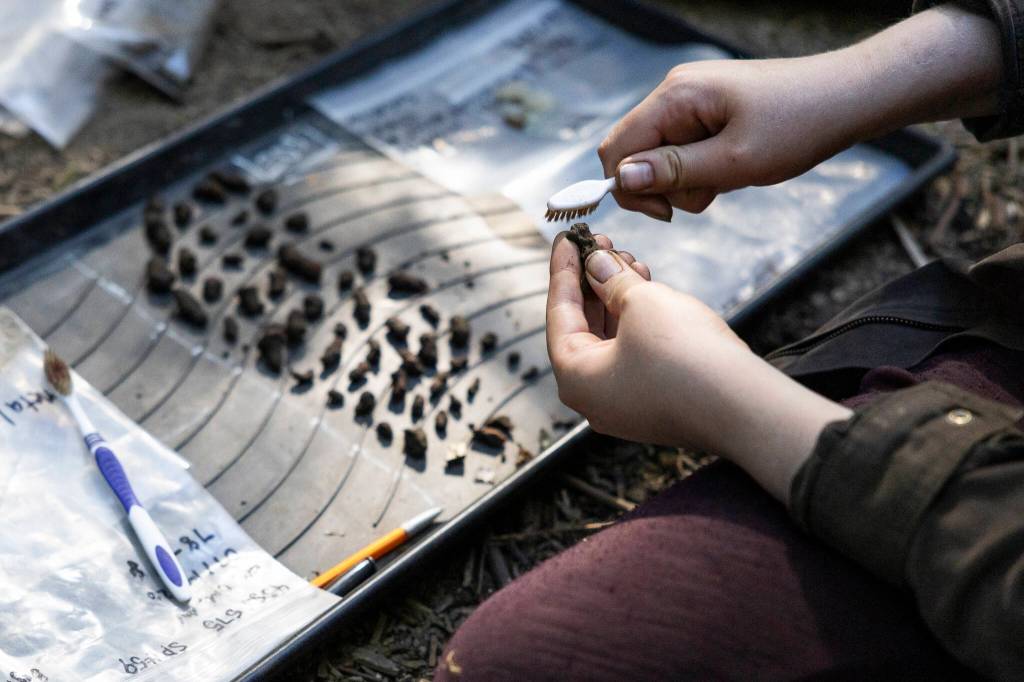 Madeline Simkowiak brushes small pieces of artifacts found during the dig on Tuesday, July 28, 2026 in Mukilteo, Washington. (Olivia Vanni / The Herald)