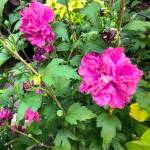 Hibiscus Rose of Sharon French Caba (Sunnyside Nursery)