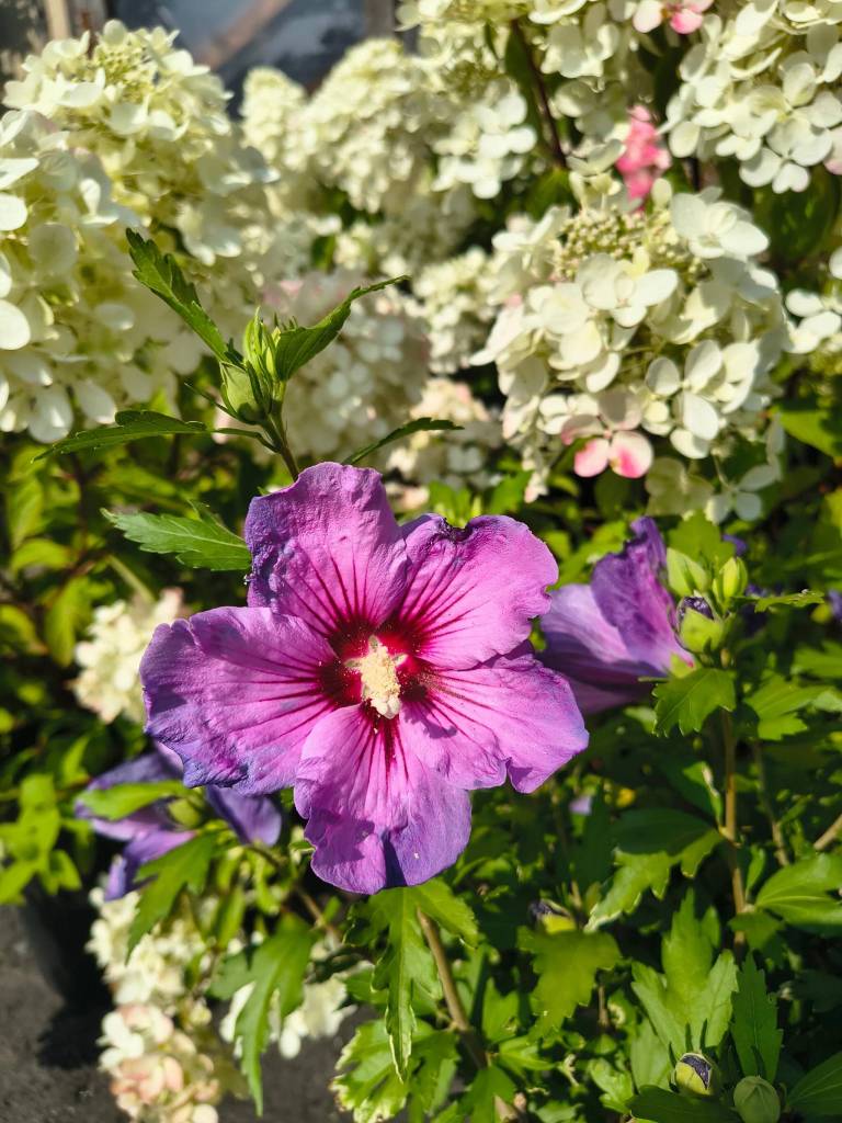 Hibiscus Rose of Sharon Paraplu Violet (Sunnyside Nursery)