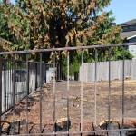 Stumps are all that remain of a 20-foot-tall hedge outside a home on Glenwood Avenue after a suspected arson on July 17, 2026, in Everett, Washington. (Ian Davis-Leonard/The Daily Herald)